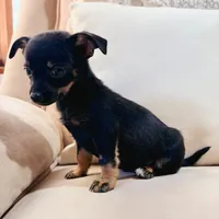 Frankie, a male Chihuahua for sale in Macomb Township, MI – 4 of 5