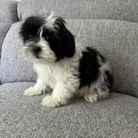 Bob, a male Shih Tzu for sale in Macomb Township, MI – 5 of 5