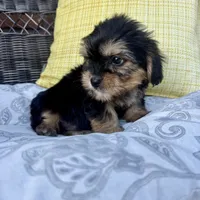 Joey, a male Shih Tzu and Yorkshire Terrier for sale in Macomb Township, MI – 5 of 6