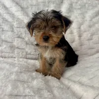Billy , a male Yorkshire Terrier for sale in Macomb Township, MI – 3 of 5