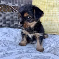 Emma , a female Shorkie for sale in Macomb Township, MI – 5 of 7