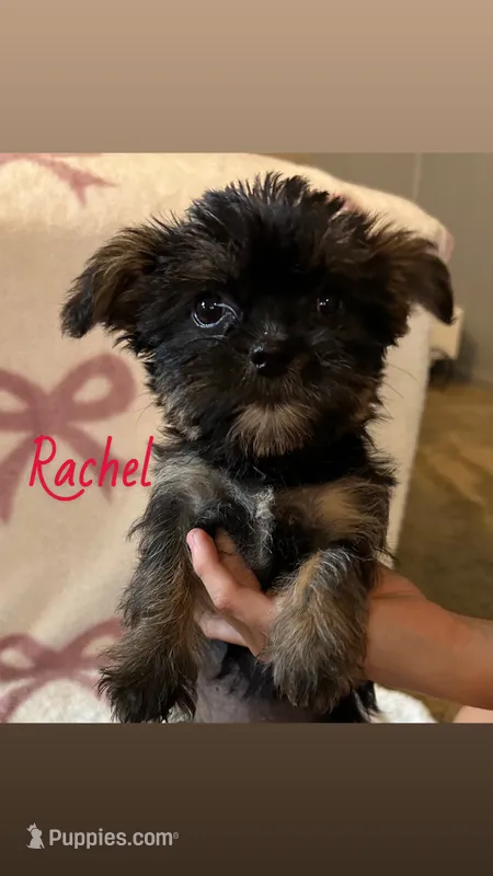 Rachel – Shorkie puppy for sale in Macomb Township, MI