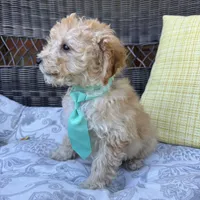Honey , a male Poodle - Toy  for sale in Macomb Township, MI – 5 of 5
