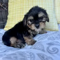 Joey, a male Shih Tzu and Yorkshire Terrier for sale in Macomb Township, MI – 3 of 6