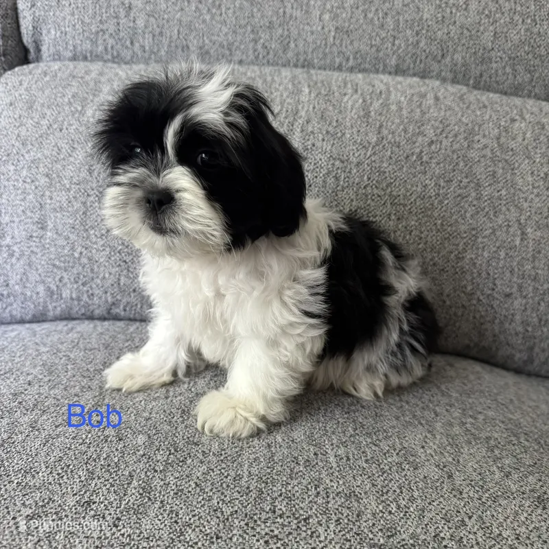 Bob – Shih Tzu puppy for sale in Macomb Township, MI