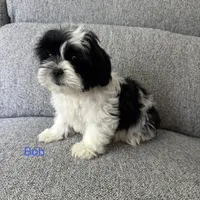 Bob, a male Shih Tzu for sale in Macomb Township, MI – 1 of 4