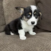 Chip, a male Pembroke Welsh Corgi for sale in Macomb Township, MI – 5 of 6