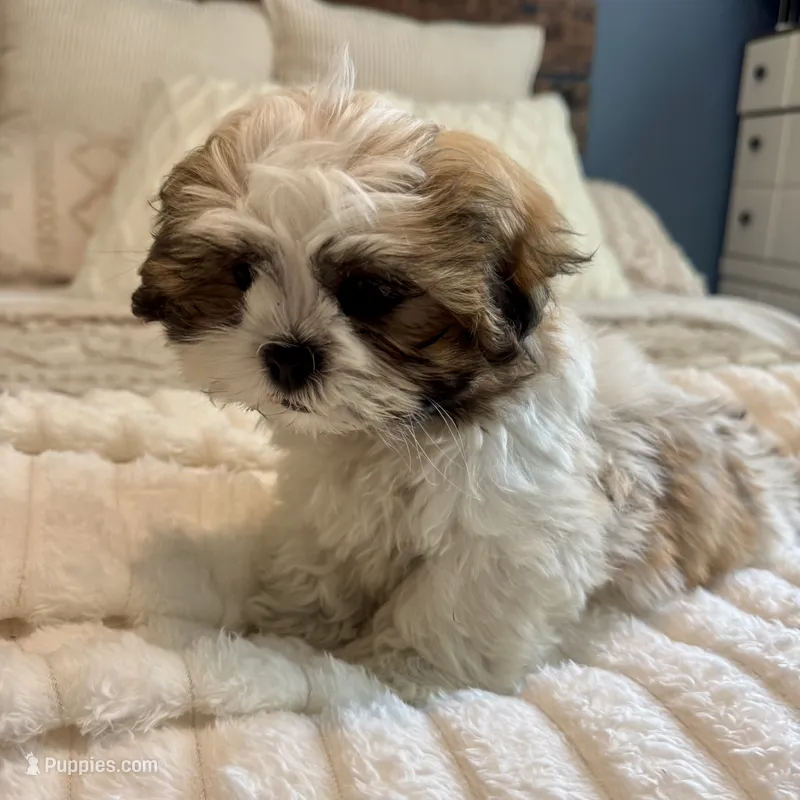 Stew  – Bichon Frise, Shih Tzu puppy for sale in Macomb Township, MI