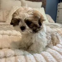 Stew , a male Bichon Frise and Shih Tzu for sale in Macomb Township, MI – 2 of 4