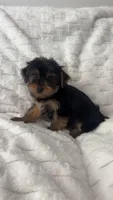 Bruce, a male Yorkshire Terrier for sale in Macomb Township, MI – 2 of 6