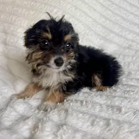 Ariel, a female Miniature Aussiedoodle for sale in Macomb Township, MI – Photo 3 of 4