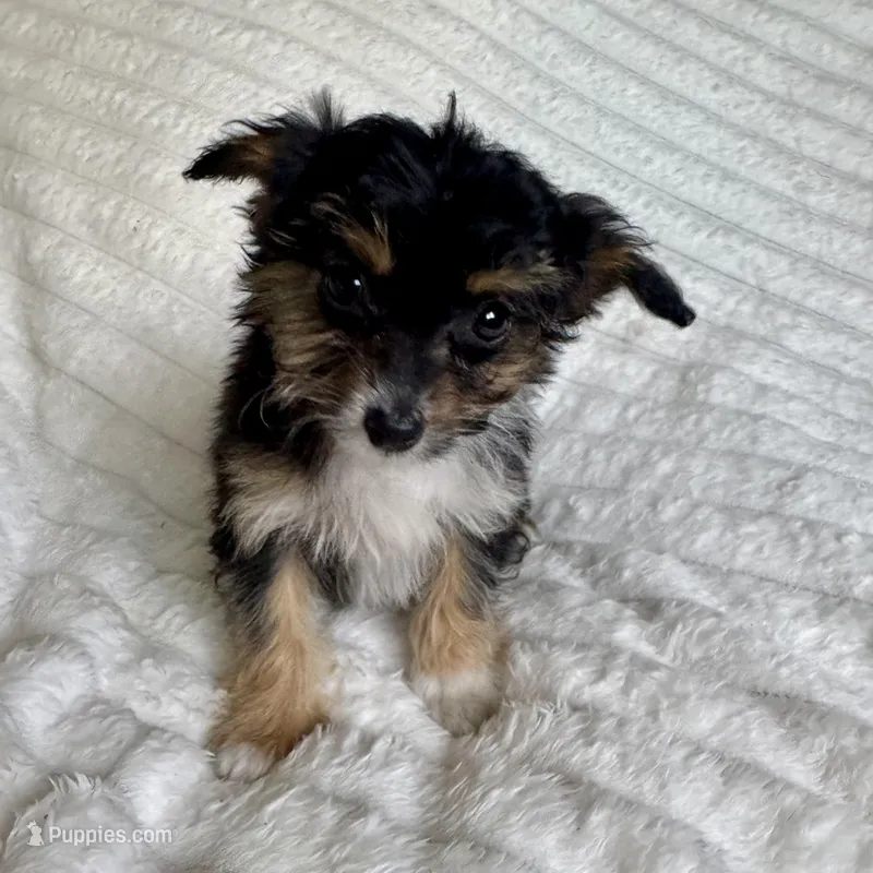 Ariel – Miniature Aussiedoodle puppy for sale in Macomb Township, MI