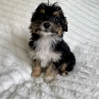 Ariel, a female Miniature Aussiedoodle for sale in Macomb Township, MI – Photo 2 of 4