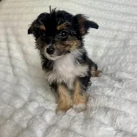 Ariel, a female Miniature Aussiedoodle for sale in Macomb Township, MI – Photo 4 of 4