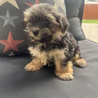 Cam, a male Maltese and Yorkshire Terrier for sale in Macomb Township, MI – 7 of 10