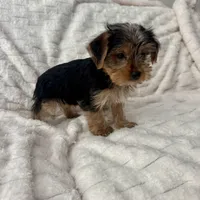Billy , a male Yorkshire Terrier for sale in Macomb Township, MI – 5 of 5