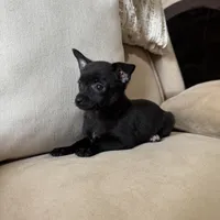 Carlos, a male Chihuahua for sale in Macomb Township, MI – 4 of 7