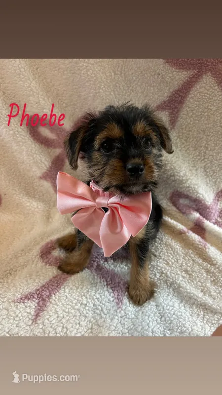 Pheobe – Shih Tzu, Yorkshire Terrier puppy for sale in Macomb Township, MI
