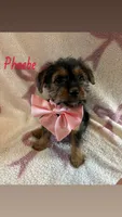 Pheobe, a female Shih Tzu and Yorkshire Terrier for sale in Macomb Township, MI – 1 of 4