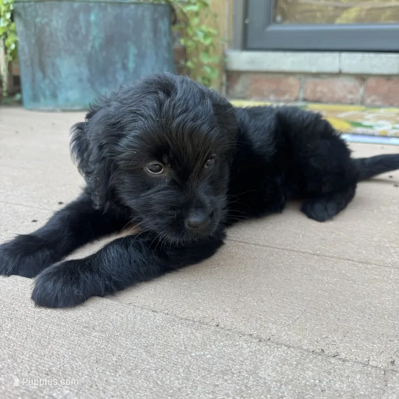 Blair  – Golden Retriever, Bernedoodle puppy for sale in Macomb Township, MI