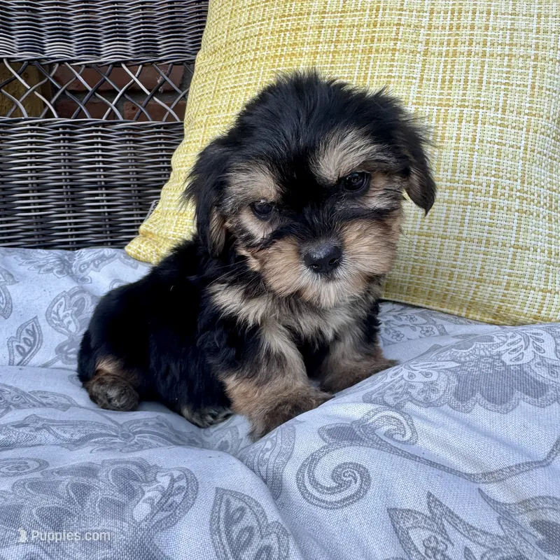 Joey – Shih Tzu, Yorkshire Terrier puppy for sale in Macomb Township, MI
