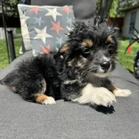 Will, a male Miniature Aussiedoodle for sale in Macomb Township, MI – 4 of 5