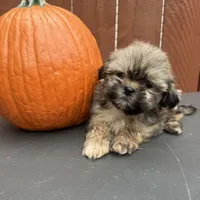 Carmel , a male Shih Tzu for sale in Macomb Township, MI – 6 of 9