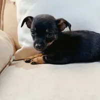 Frankie, a male Chihuahua for sale in Macomb Township, MI – 5 of 5