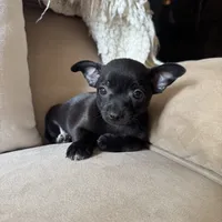 Carlos, a male Chihuahua for sale in Macomb Township, MI – 1 of 7
