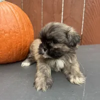 Waffle, a male Shih Tzu for sale in Macomb Township, MI – 8 of 10