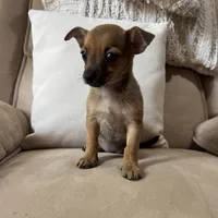 Franny, a female Chihuahua for sale in Macomb Township, MI – 3 of 5