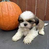 Fudge, a male Shih Tzu for sale in Macomb Township, MI – 10 of 10