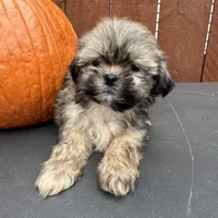 Carmel , a male Shih Tzu for sale in Macomb Township, MI – 4 of 9