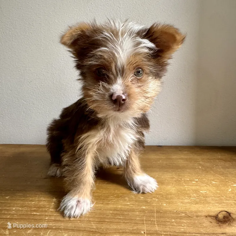 Benji – Chihuahua, Yorkshire Terrier puppy for sale in Macomb Township, MI