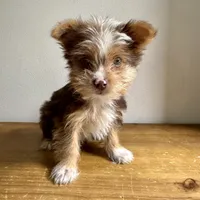 Benji, a male Chihuahua and Yorkshire Terrier for sale in Macomb Township, MI – 1 of 5