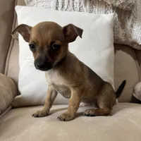 Franny, a female Chihuahua for sale in Macomb Township, MI – 4 of 5