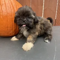 Sprinkles, a female Shih Tzu for sale in Macomb Township, MI – 7 of 9