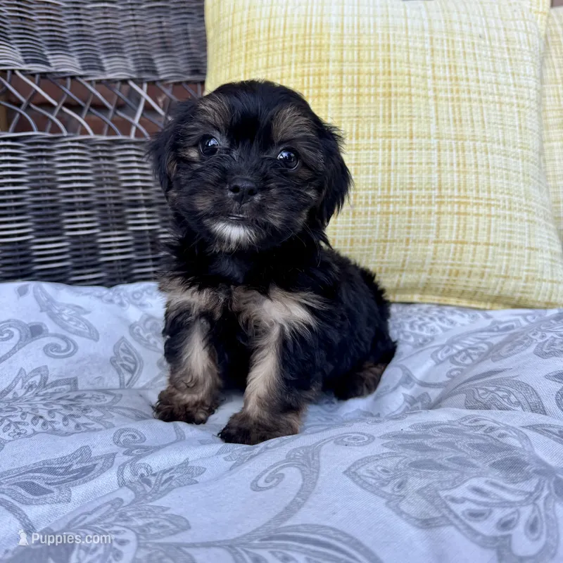 Chandler – Shorkie puppy for sale in Macomb Township, MI