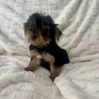 Bruce, a male Yorkshire Terrier for sale in Macomb Township, MI – 5 of 6