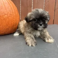 Waffle, a male Shih Tzu for sale in Macomb Township, MI – 5 of 10