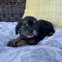 Monica , a female Shorkie for sale in Macomb Township, MI – 2 of 7