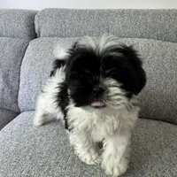 Kevin, a male Shih Tzu for sale in Macomb Township, MI – 2 of 5