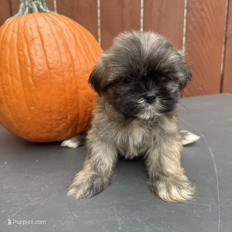 Waffle – Shih Tzu puppy for sale in Macomb Township, MI