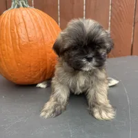 Waffle, a male Shih Tzu for sale in Macomb Township, MI – 1 of 10