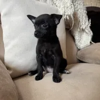 Lola, a female Chihuahua for sale in Macomb Township, MI – 6 of 6