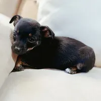 Frankie, a male Chihuahua for sale in Macomb Township, MI – 2 of 5