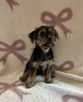Pheobe, a female Shih Tzu and Yorkshire Terrier for sale in Macomb Township, MI – 3 of 4