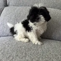 Kevin, a male Shih Tzu for sale in Macomb Township, MI – 3 of 5