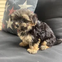 Cam, a male Maltese and Yorkshire Terrier for sale in Macomb Township, MI – 3 of 10