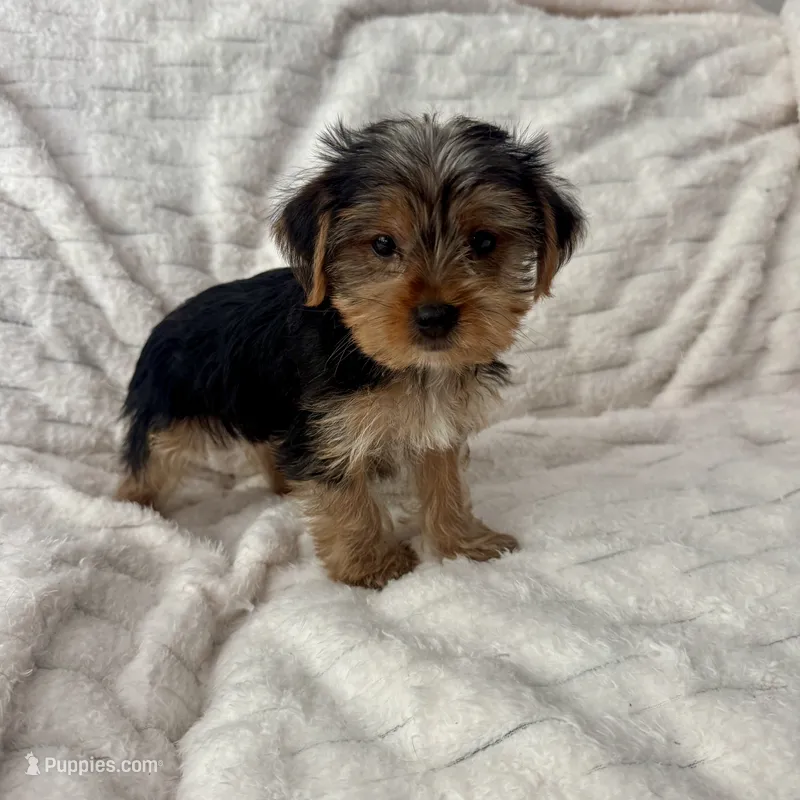 Billy  – Yorkshire Terrier puppy for sale in Macomb Township, MI
